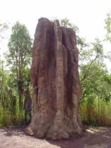 Montañas de termitas en Australia