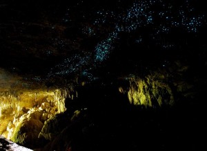 Las Glow Worm Caves puedes verlas desde Auckland o al llegar a Bay of Islands.