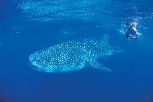 Es posible nadar con el mayor pez del mundo, el tiburón ballena.